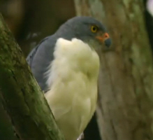 Semiplumbeous Hawk