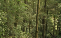 Sitka Spruce Trees