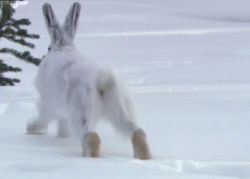 Snowshoe Hare
