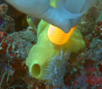 Spong emptying a Syringe