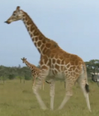 Reticulated Giraffe