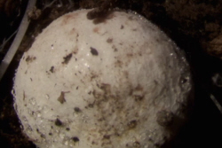 Underground Truffle