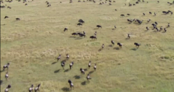 Vast Wildebeest Herd