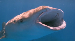 Whale Shark