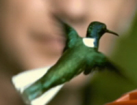 White Necked Jacobim
