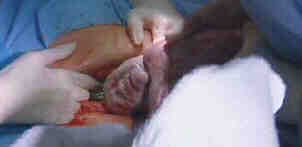 Ellie is Born