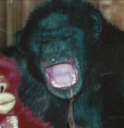 Agitated Travis the Chimpanzee