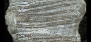 Coral, Annual Rings