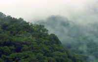 Cloud Forests