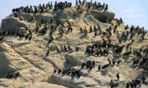 Humboldt Penguins