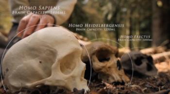 Camparative Brain Size