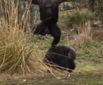 Chimp Bully