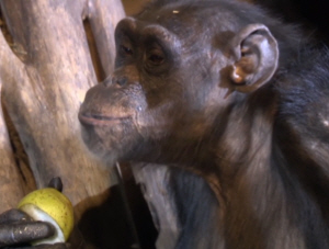 Cousin Chimp