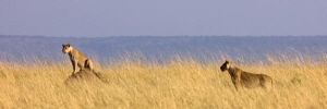 The grasslands of the savannah