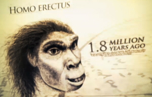 Homo erectus