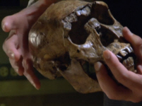 Homo erectus skull