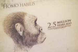 Homo habilis