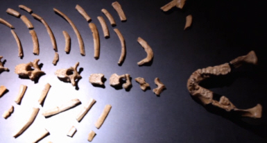 Lucy's skeletal remains