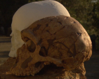 Neanderthal Skull