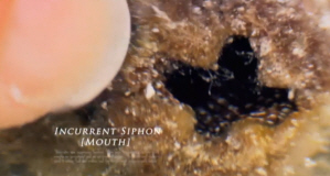 Sea Squirt Mouth