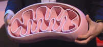 mitochondria Model