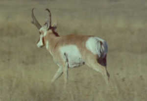Pronghorn Antelope