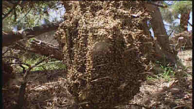 Killer Bees Attack | Kent Griffith | Stranger than Fiction