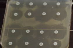 Antibiotic Samples