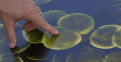 Staph aureus bacteria