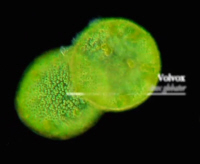 Volvox, Algae