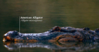 American alligator, Alligator mississippiensis