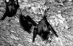 Roosting Bats