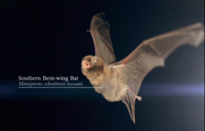 Bent-Wing Bat, Miniopterus scbreibrsii bassanii