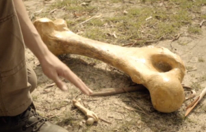 Diprotodon/Wombat Bones