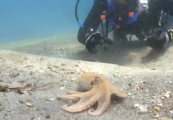 Common Octopus, Octopus vulgaris