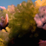 Colourful Coral