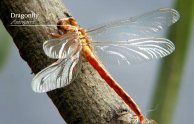 Dragonfly - Anisoptera