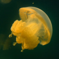Elegant Jellyfish