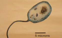 Eukaryote