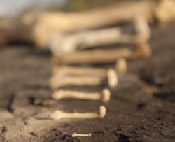 Line of disparate Femurs