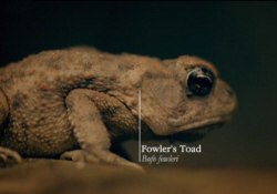Fowler's Toad