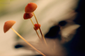 Fungi