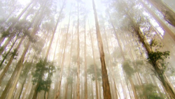 Giant Eucalyptus Trees