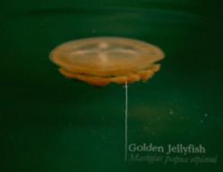 Golden Jellyfish