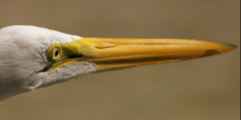 Heron Eye