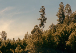 High Trees