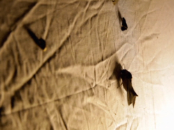 Insects