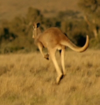 Kangaroo