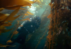 Kelp Forest, Catalina