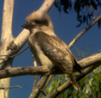 Kookaburra